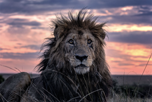 Najstarszy lew w Kenii uchwycony na wspaniałych zdjęciach