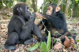 Przyjaźń porzuconego goryla i szypansa