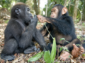 Przyjaźń porzuconego goryla i szypansa