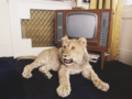 Zdjęcia lwa, który był prawdziwym londyńczykiem w latach 60.