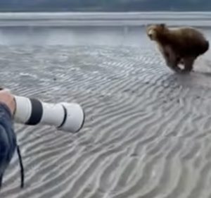 Fotografowie kontra niedźwiedź - kto wygra pojedynek? 