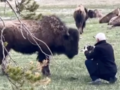 Niebezpieczne spotkanie twarzą w twarz fotografa i bizona 
