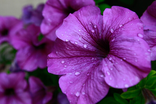 kwiat po deszczu