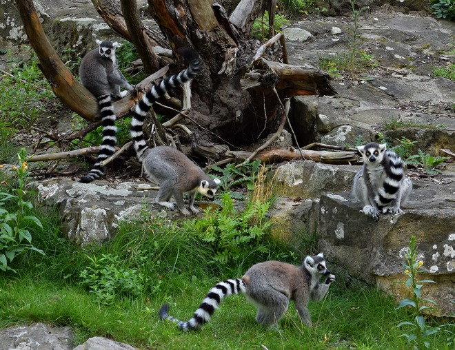 Rodzina Lemur&oacute;w