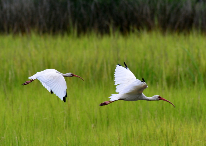 American  white ibis (5)