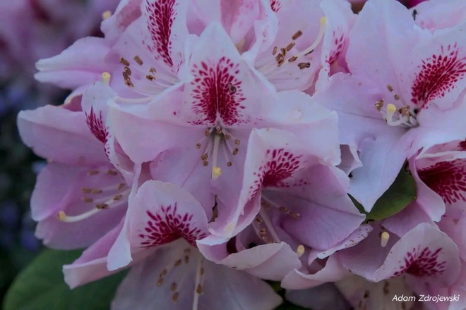 Rododendron II