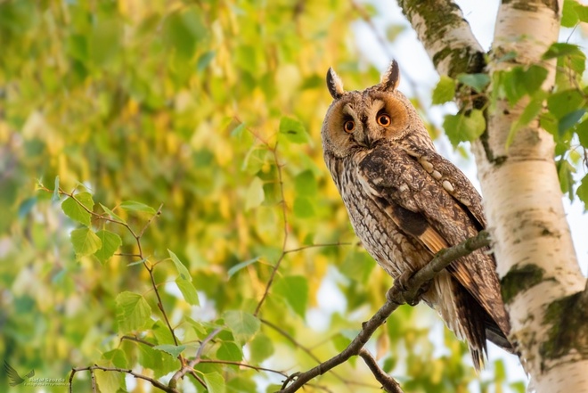 Uszatka, Long-eared Owl (Asio otus) ...