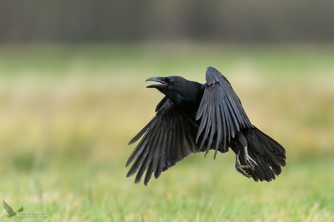 Kruk, Common Raven (Corvus corax) ...