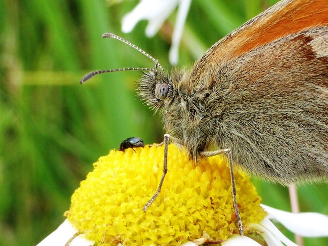 Motyl coenonympha pamphilus