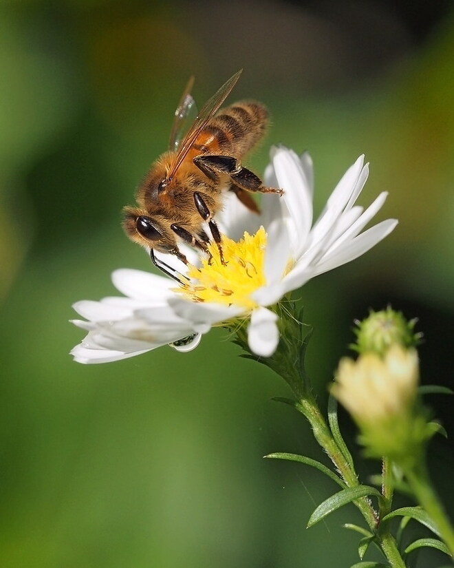 Marcinek i Pszczoła