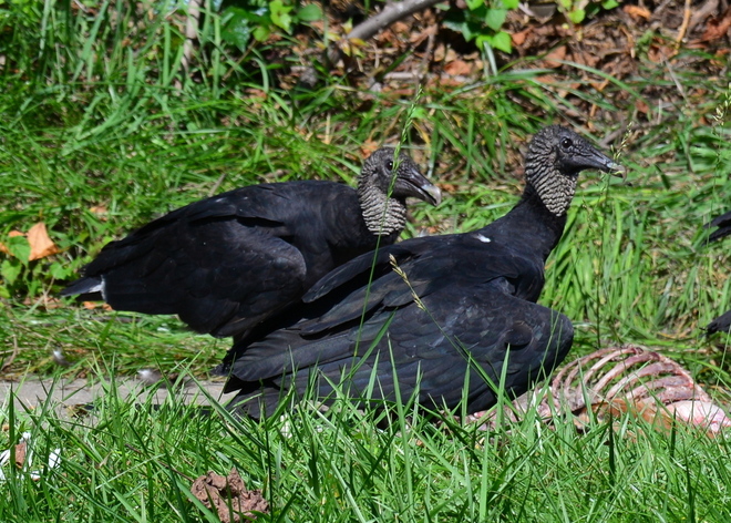 Uczta Black Vulture (4)