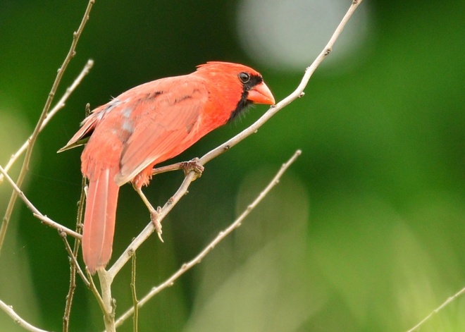  Northern Cardinal / Kardynal szkarlatny