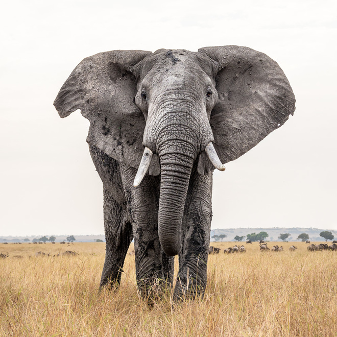 Słoń Afrykańśki