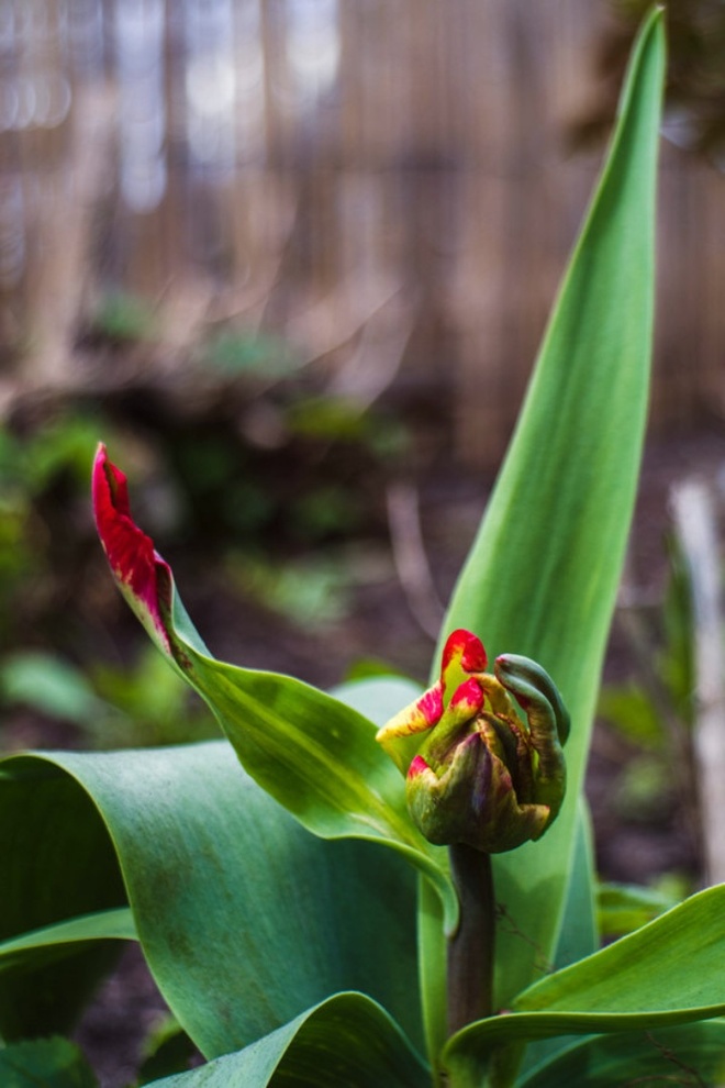 Zagadkowy tulipan