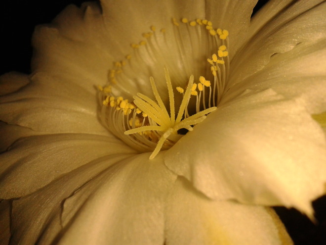 kwiat kaktusa