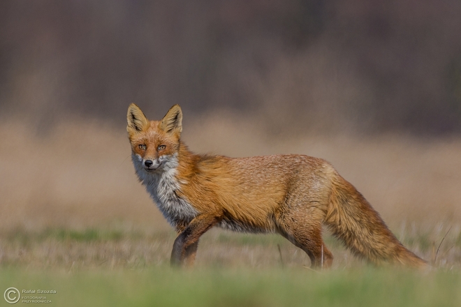 Lis, Fox (Vulpes vulpes) ... 2016r 