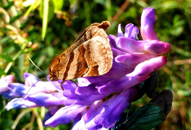 Motyl wygłoba koniczyn&oacute;wka