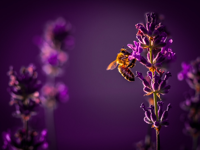 Pszczoła w lawendzie