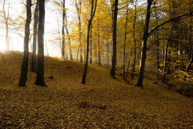 Jesienny las 