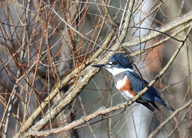 BELTED KINGFISHER (3)