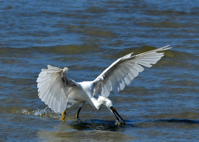 Little Egret - poluje (1)