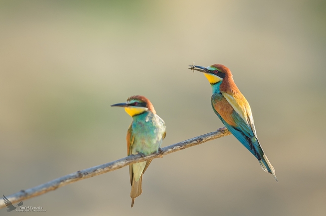 Żołny, European Bee-eater (Merops apiaster) ... 2021r
