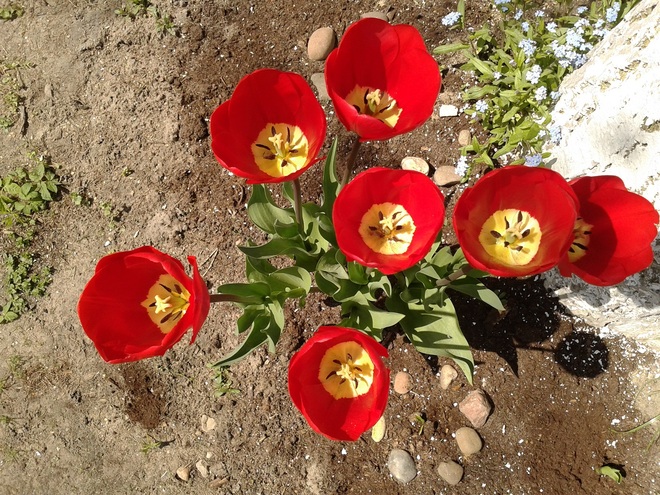 Tulipany z lotu pszczoły :) 