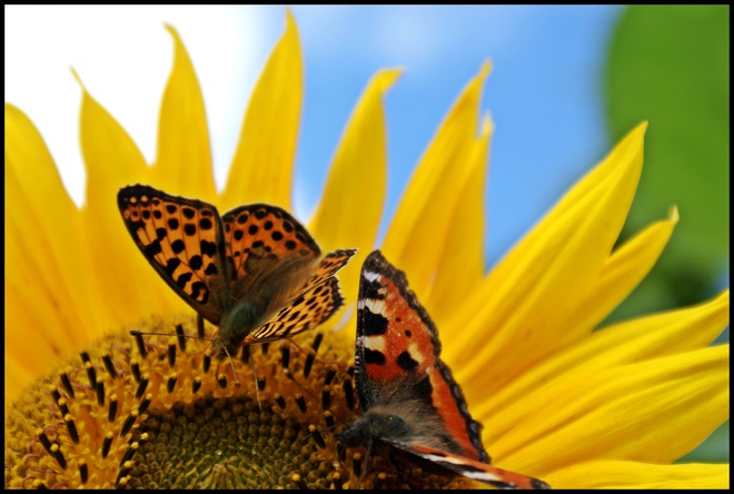Motyle w czasie uczty na słoneczniku