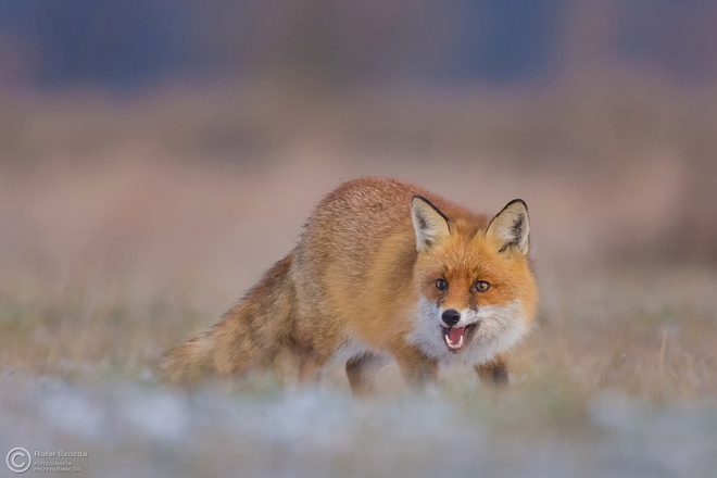 Lis, Fox (Vulpes vulpes) ... 2016r