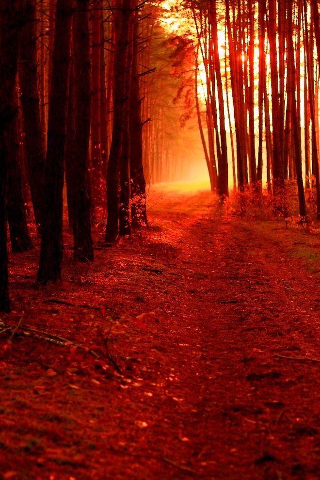 światło lasu