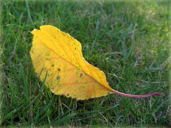 Ż&oacute;łty jesienny liść