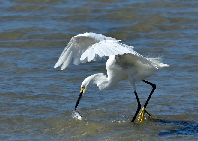 Little Egret- poluje (2)