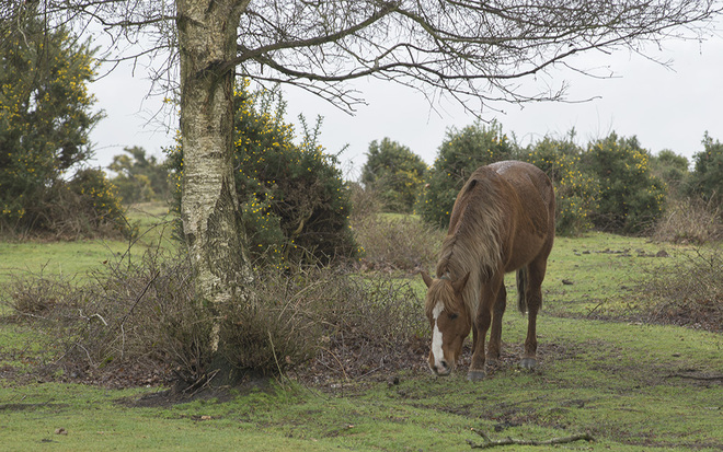 New Forest National park