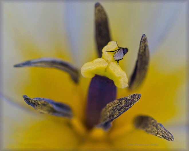 W objęciach Tulipana