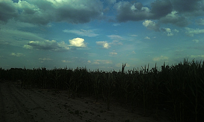 Zmrok na polu kukurydzy