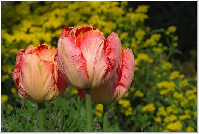 tulipan&oacute;w nadszedł czas 