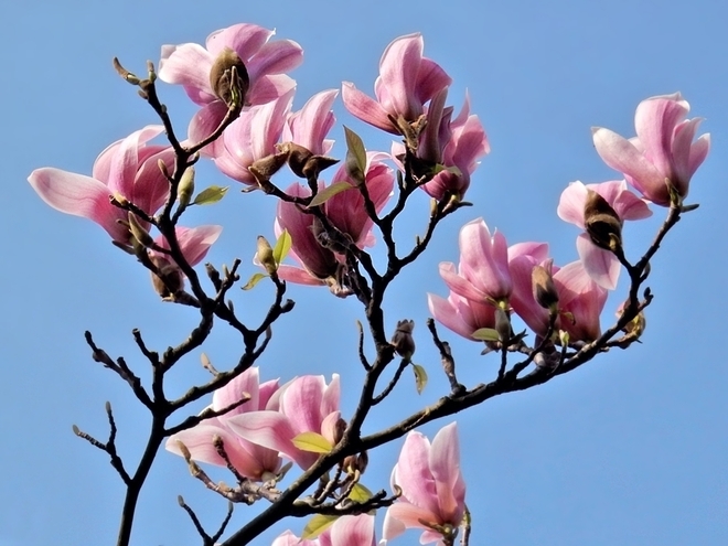 Niech no tylko zakwitną magnolie..