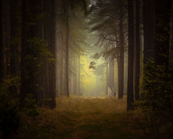 Tajemniczy las