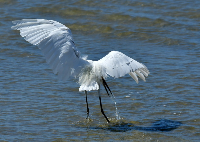 Little Egret - poluje (4)
