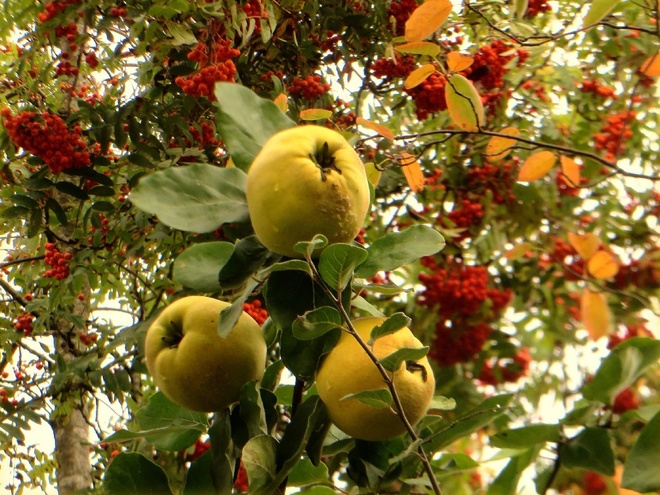 Owoce jesieni