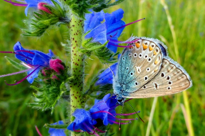 Motyl modraszek ikar 
