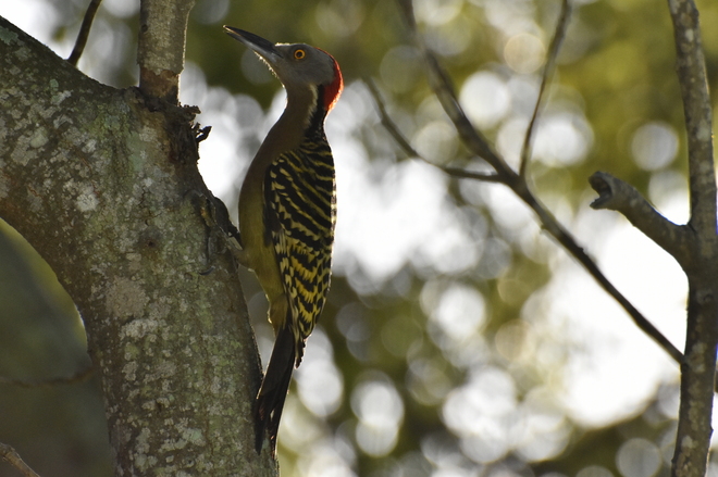 Hispaniolan Woodpecker 