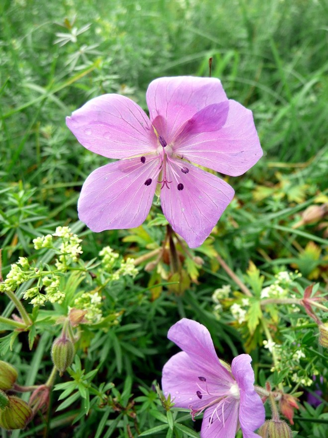 Kwiaty polne-Bodziszek łąkowy