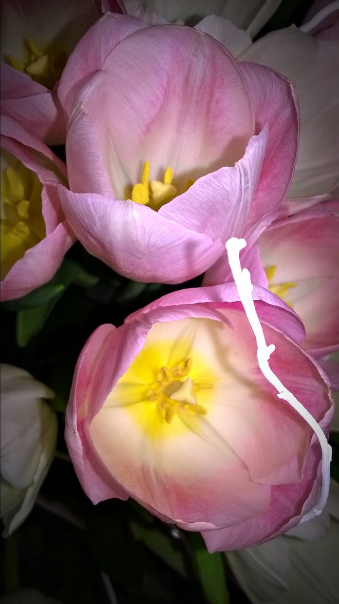 Szaleństwo na temat tulipan&oacute;w....