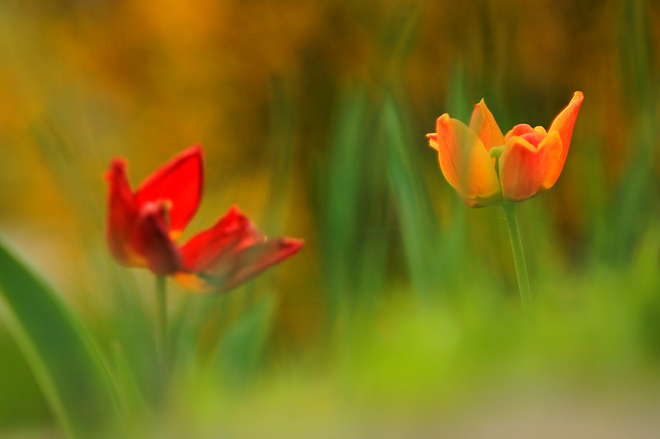 tulipany dwa