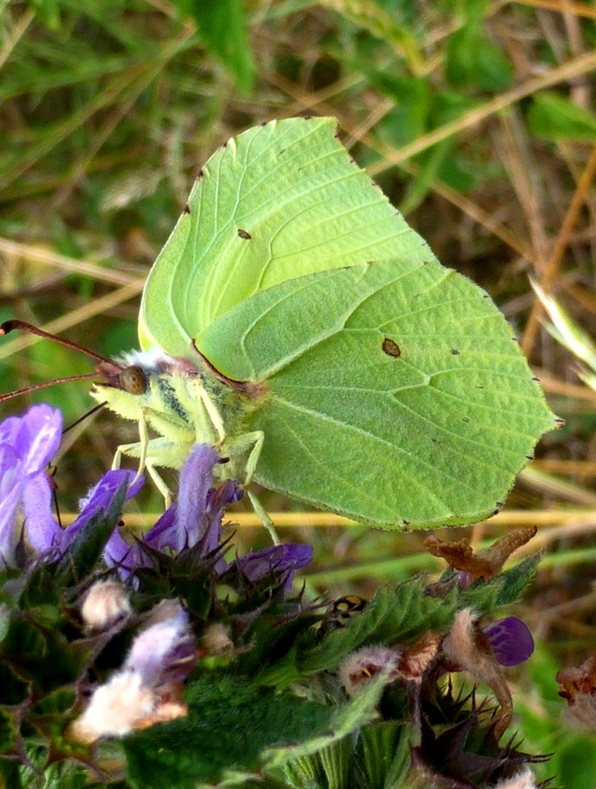 Motyl listkowiec cytrynek
