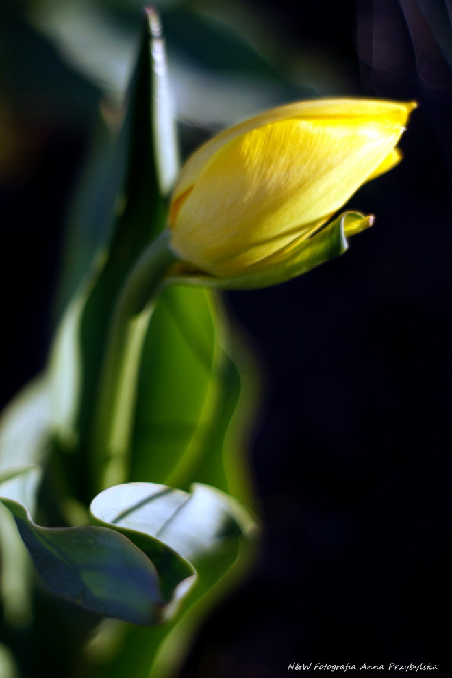 * tulipan (Tulipa L.)