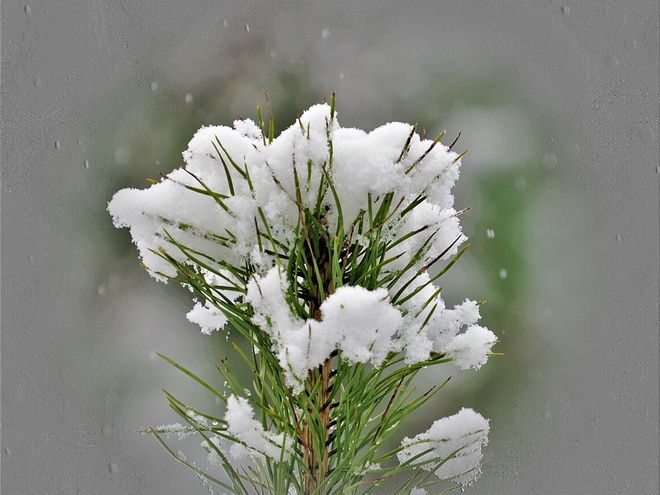 śnieżny kwiat.jpg