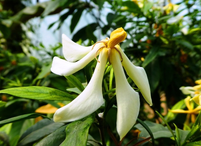 Gardenia tahitańska