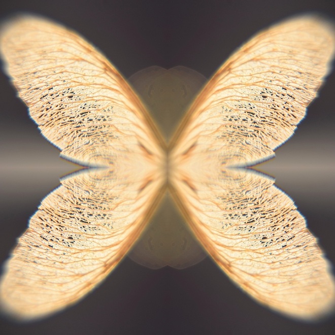 Koronkowy motylek